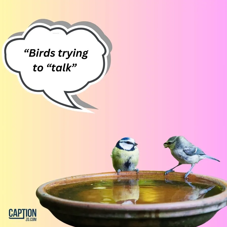 Birds Trying To Talk