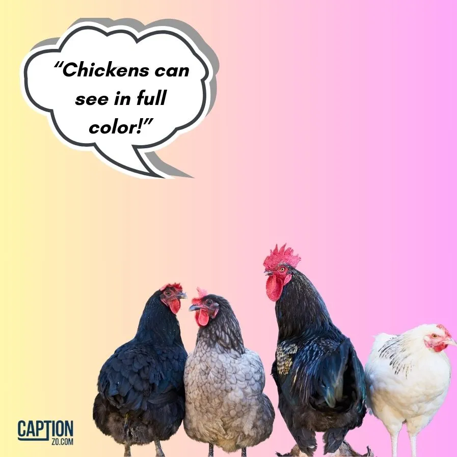 Chickens Can See In Full Color