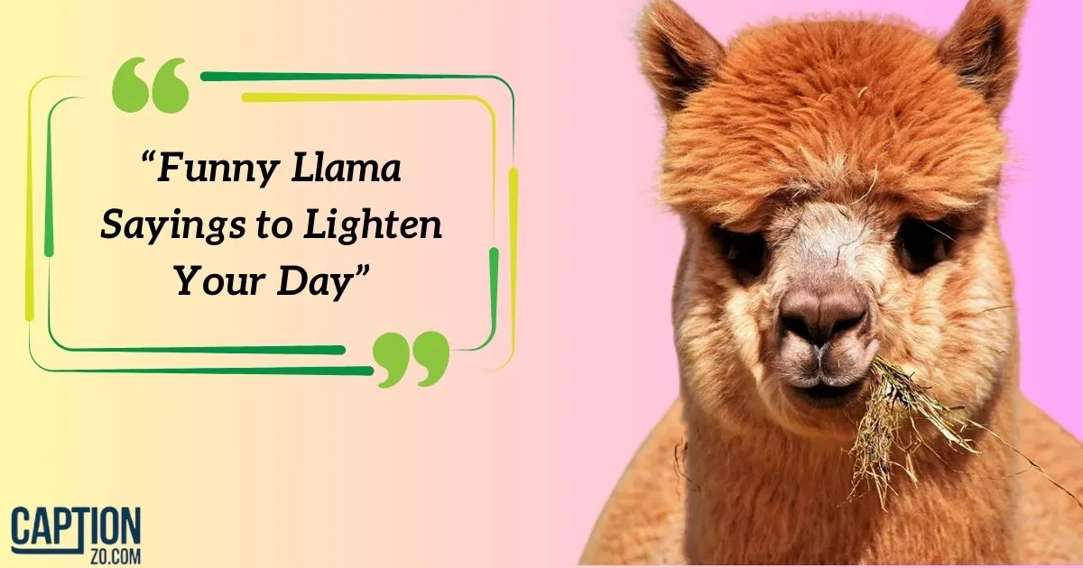 Funny Llama