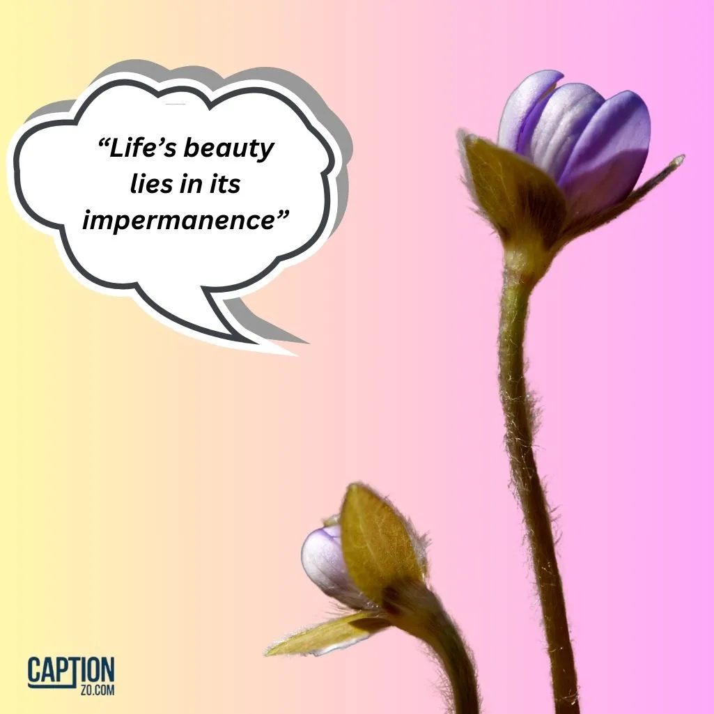 Life’s beauty lies in its impermanence