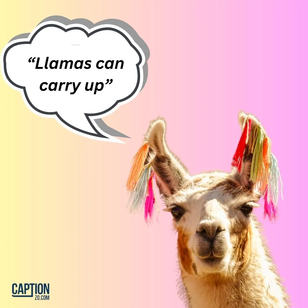 Llamas Can Carry Up