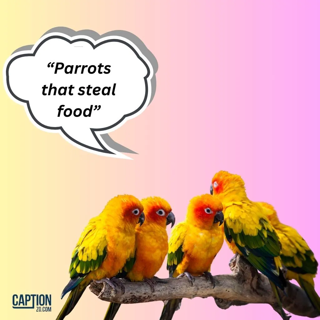 Parrots That Steal Food