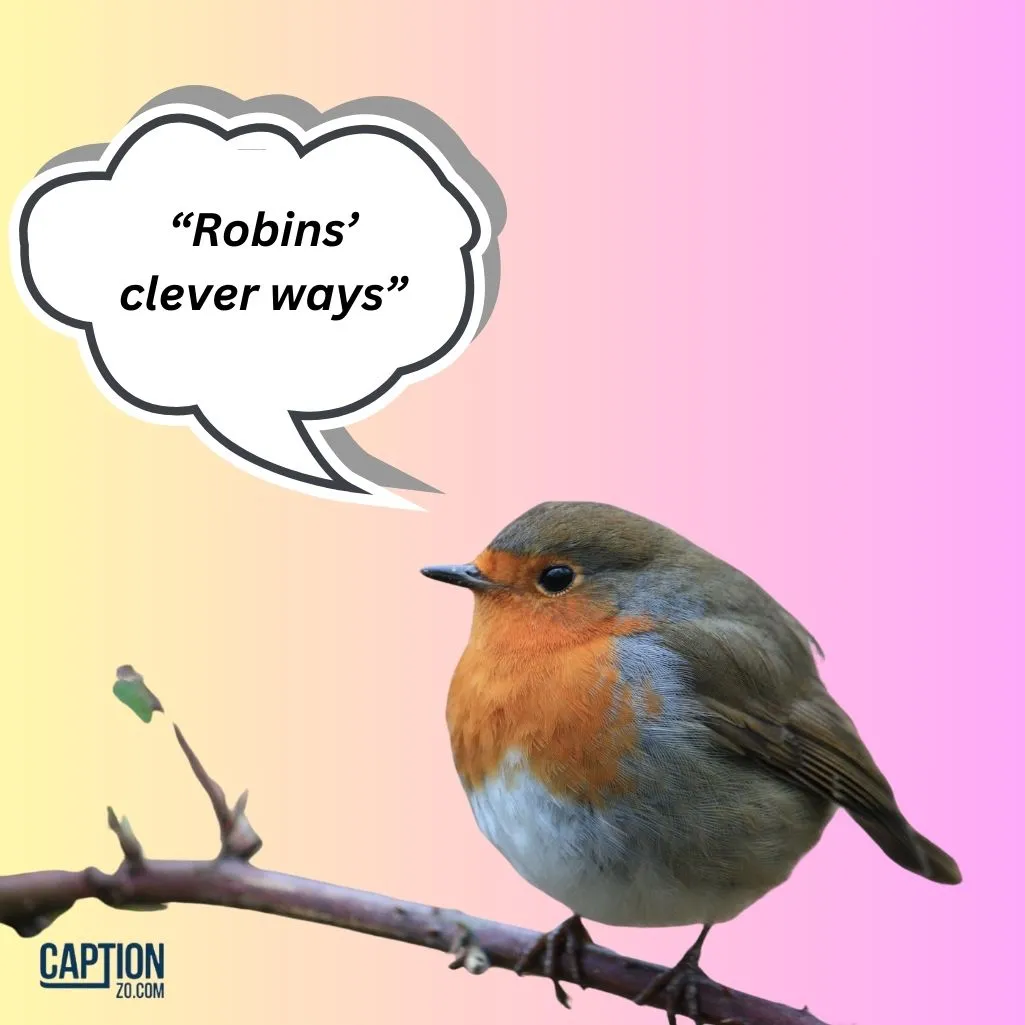 Robins Clever Ways