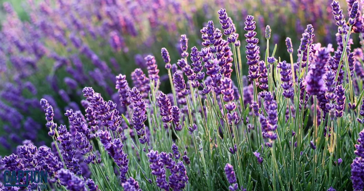 Lavender