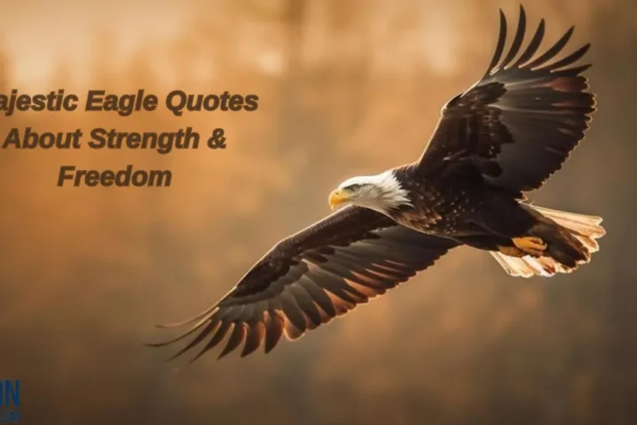 Eagle Quotes